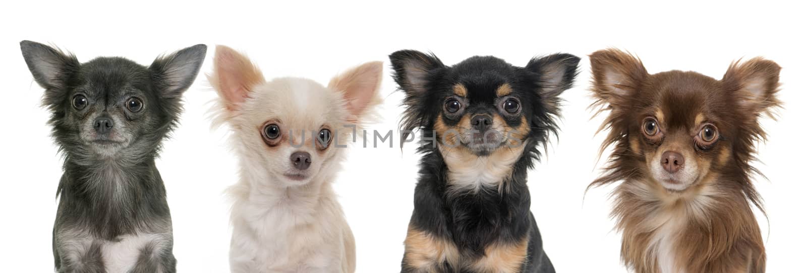 young longhair chihuahuas in front of white background