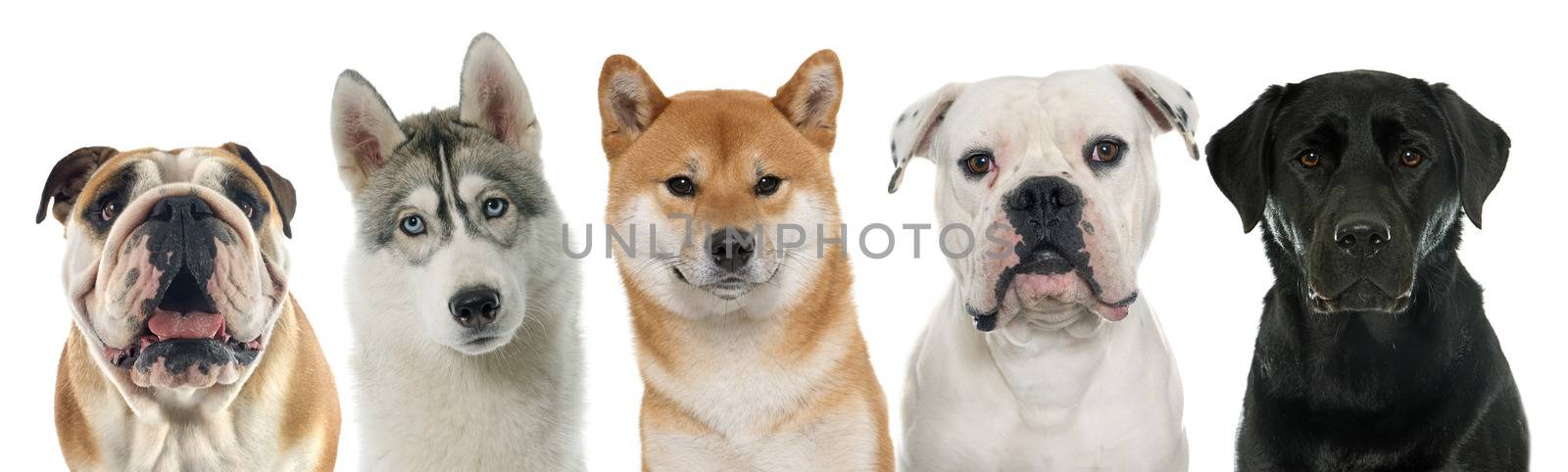 five purebred dogs in front of white background