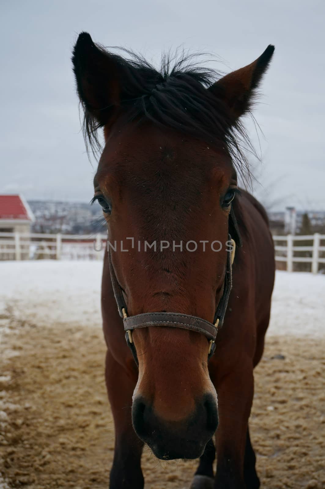 Nice brown horse by Marirust