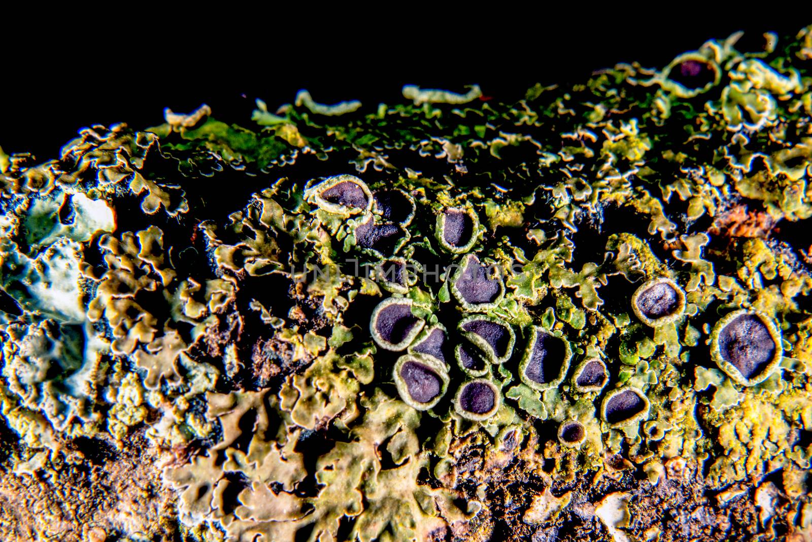 Lichen symbiotic with some reproductive fruiting bodies