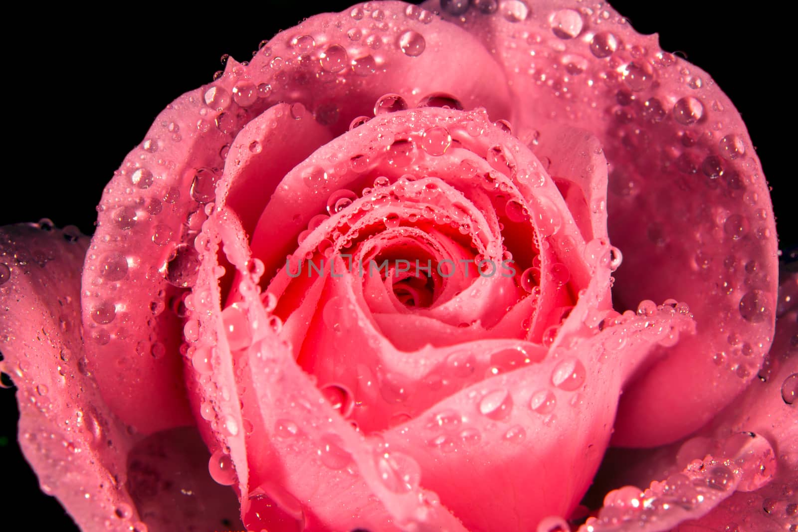 A Rose with small water droplets on the petals