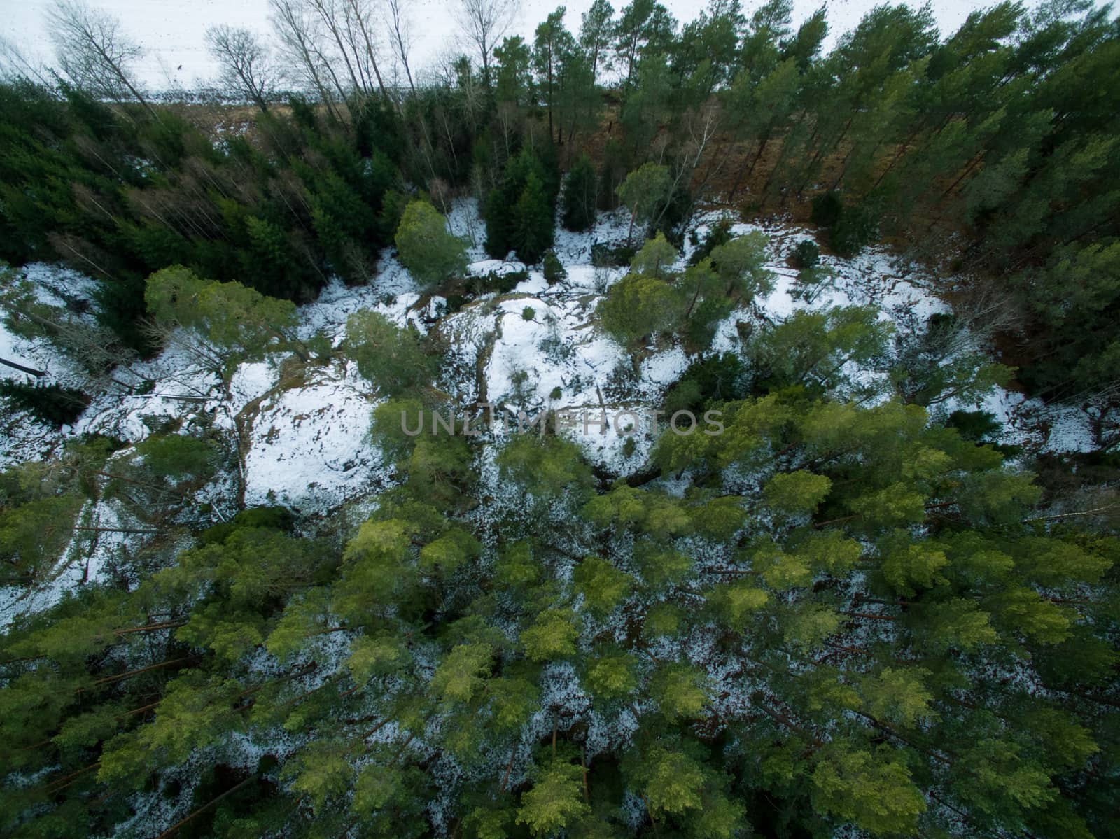 Bird's-eye view of forest by thomas_males