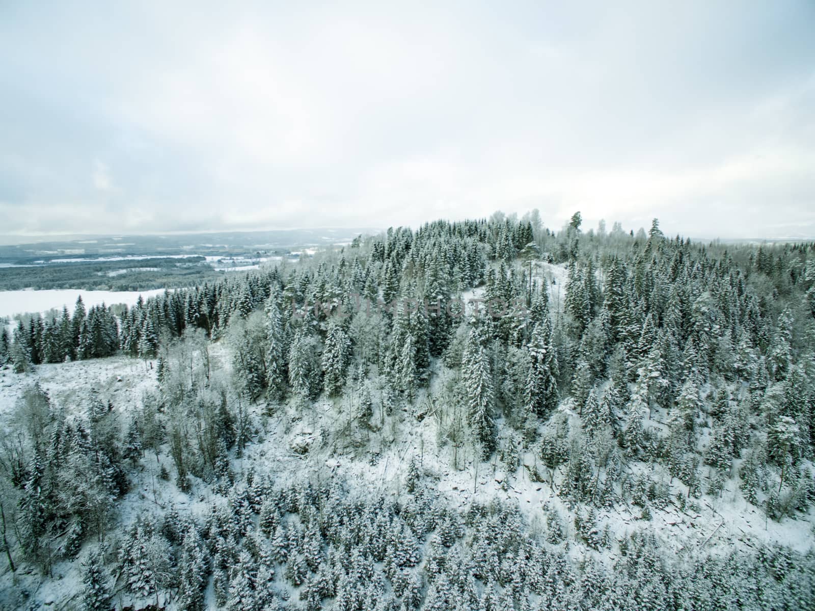 Forested hill in winter by thomas_males