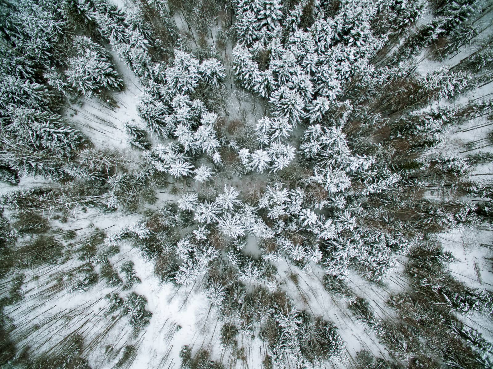 Winter in the forest from above looking down