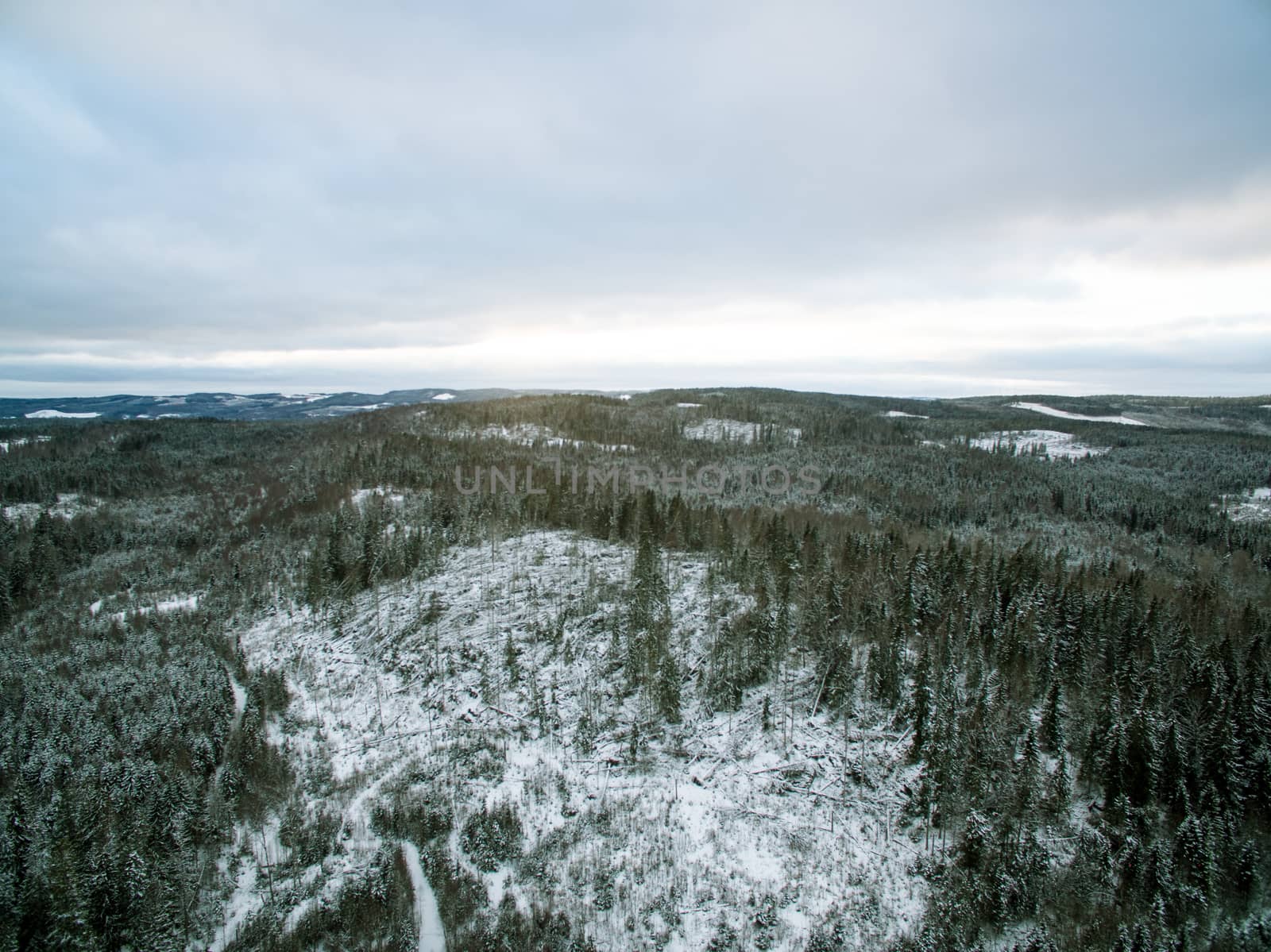 Fresh air above the forest in late winter