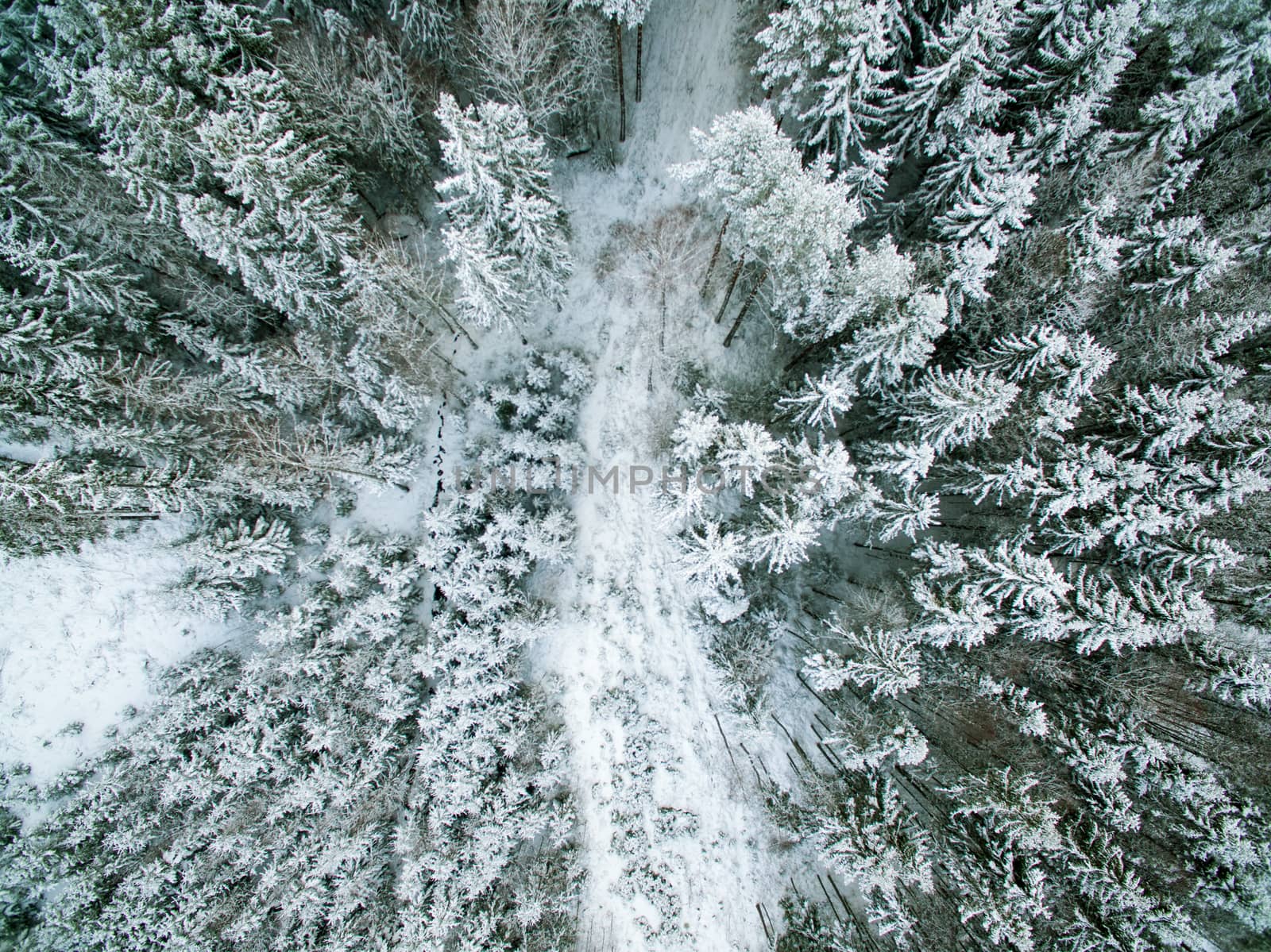 Snow wrapped Forest from above in winter
