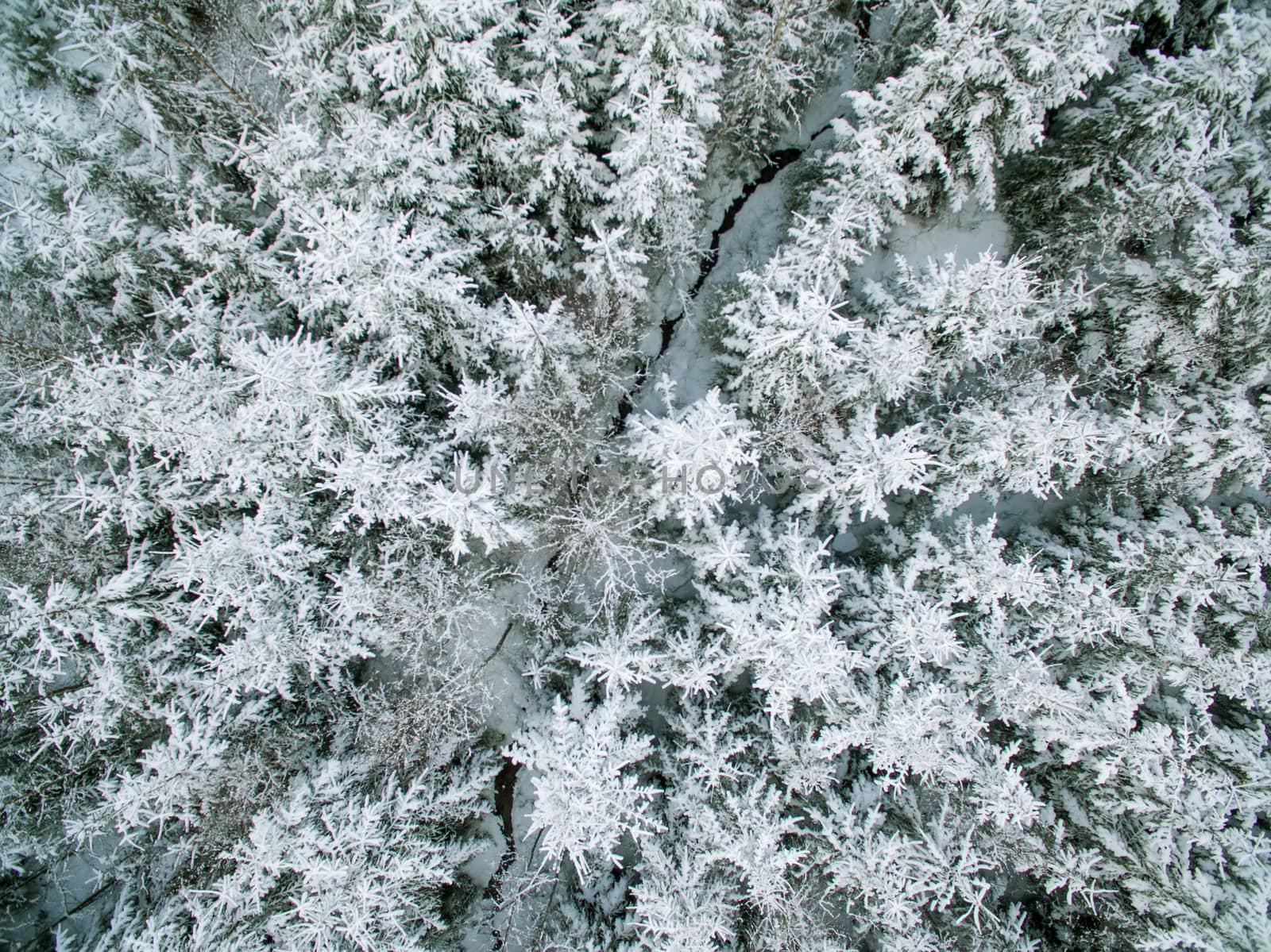 Snowy evergreen forest from above the tree tops