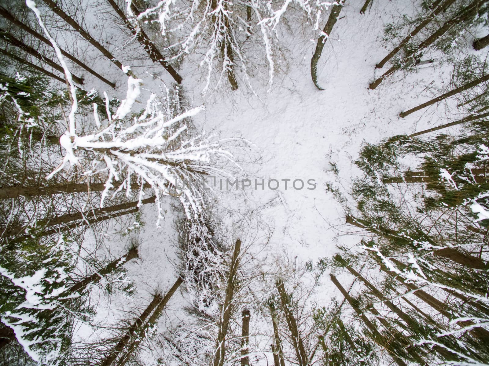 Small opening among the evergreen trees in winter