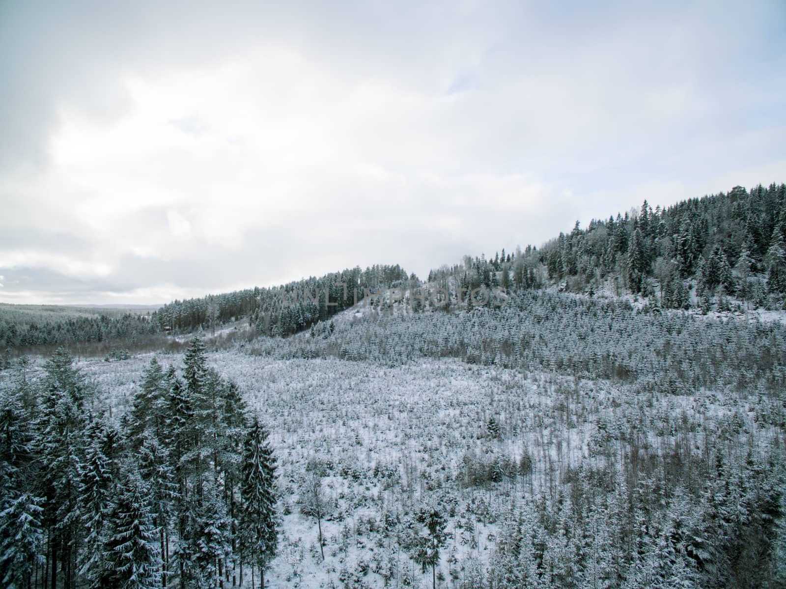 Evergreen forested hill in late winter