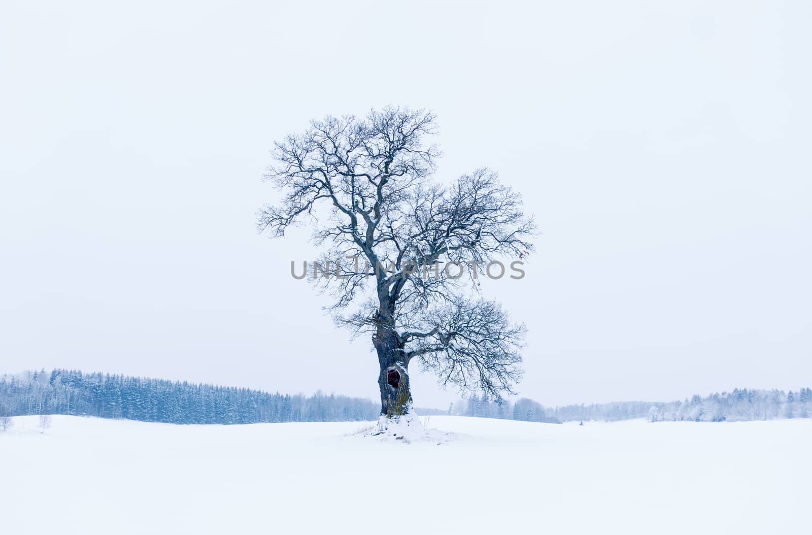 Beautiful and serene an oak tree in winter