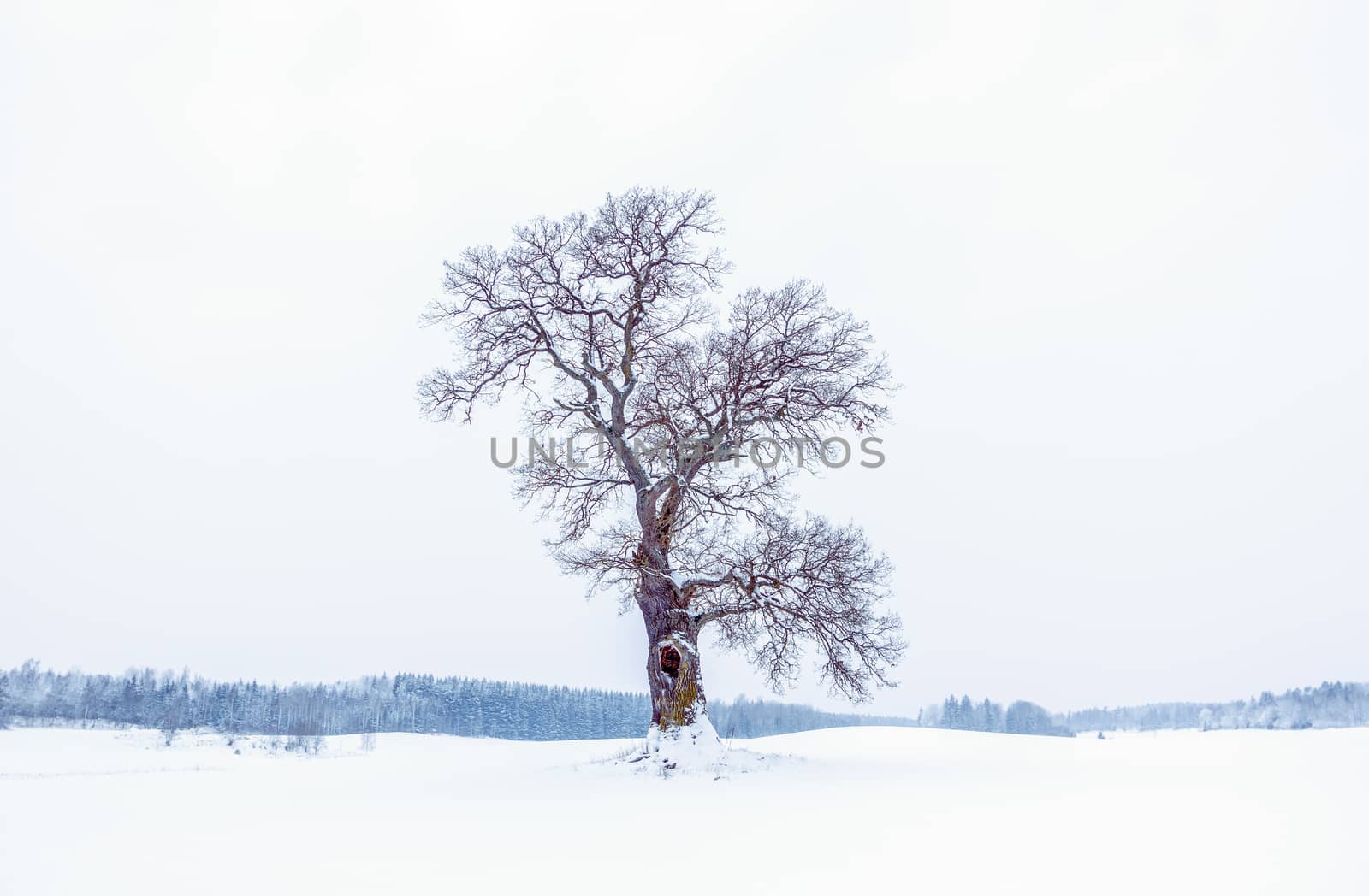 Oak tree in the cold, cold winter