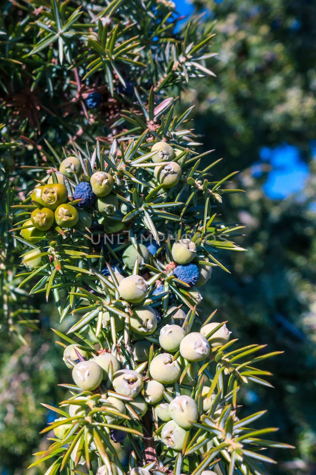 Juniper berries by thomas_males