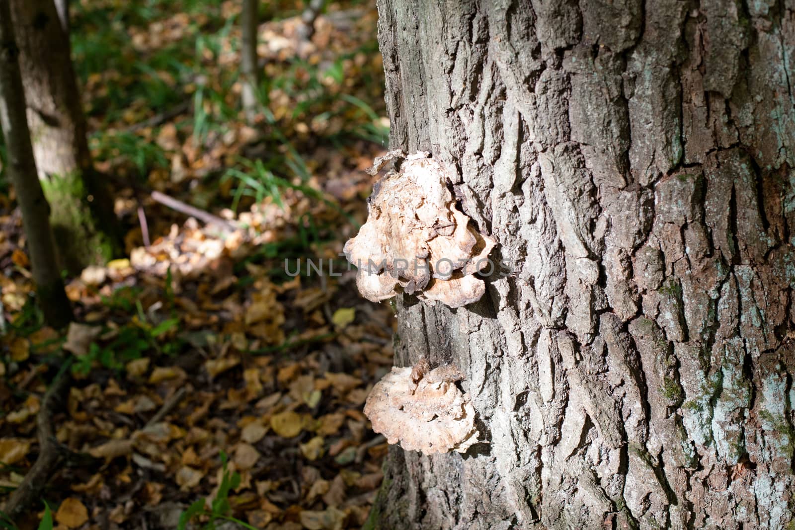 Brown mushroom by foaloce