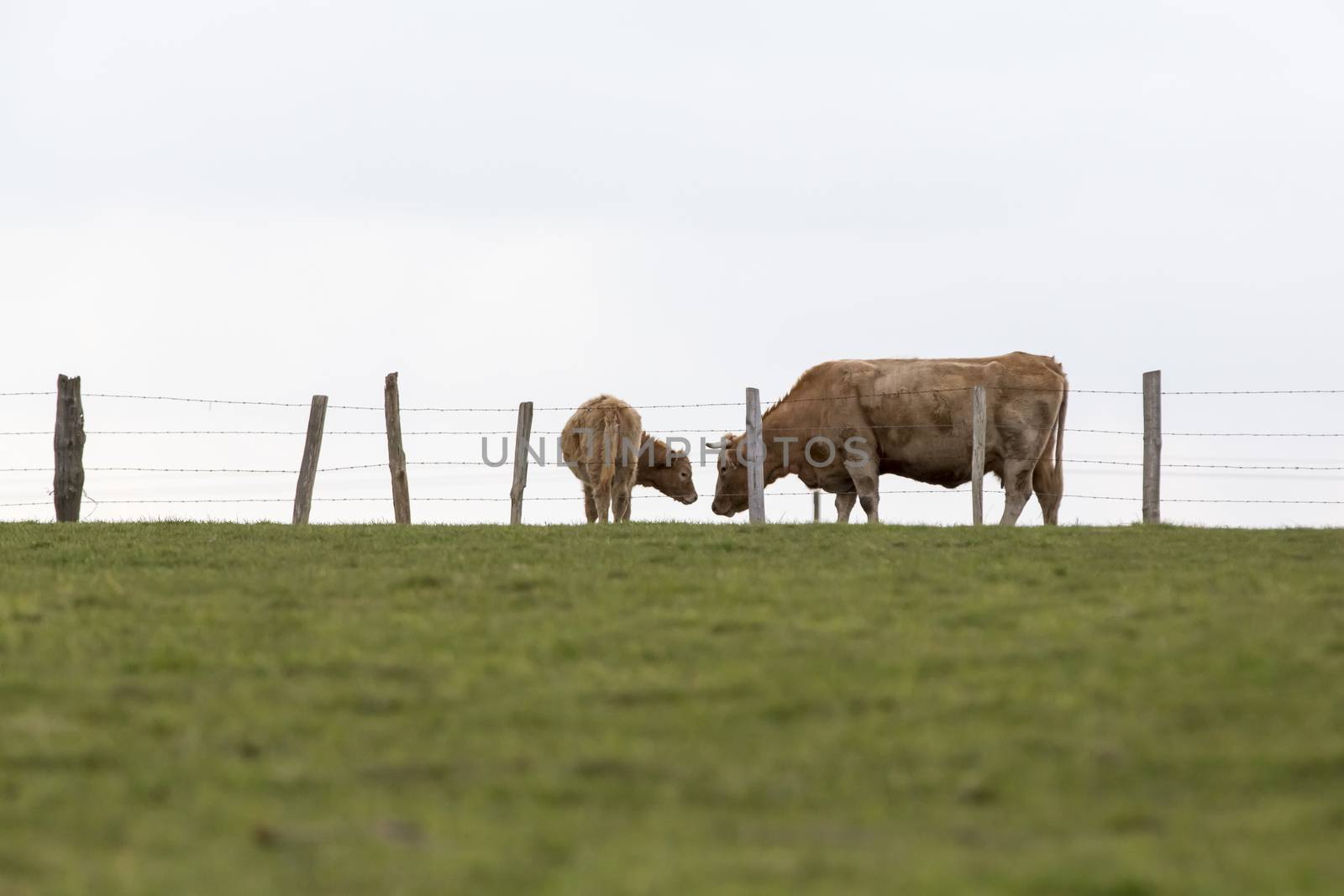 Cow grazing on dirty pasture agriculture crisis