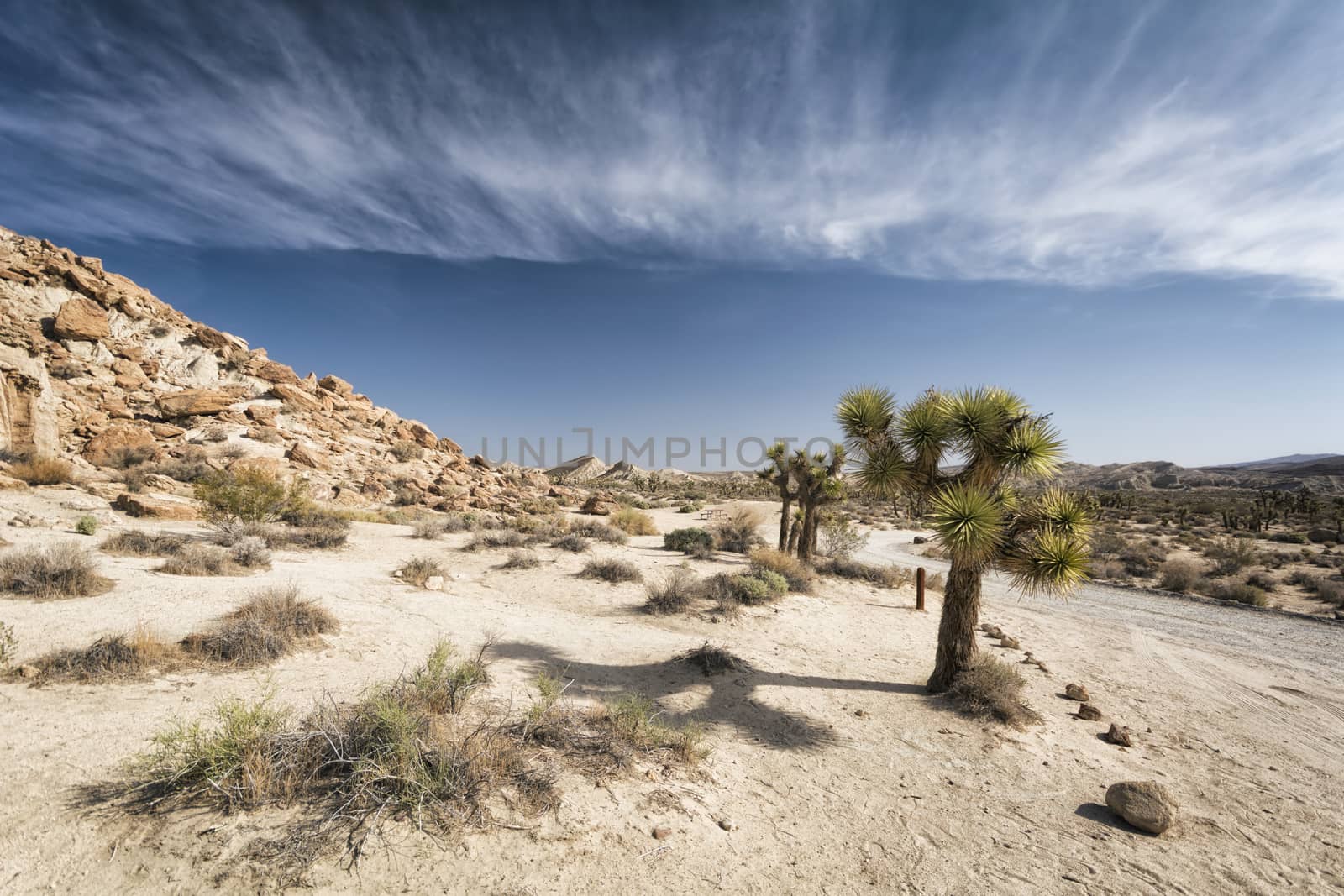 Joshua Trees in the Desert by patricklienin