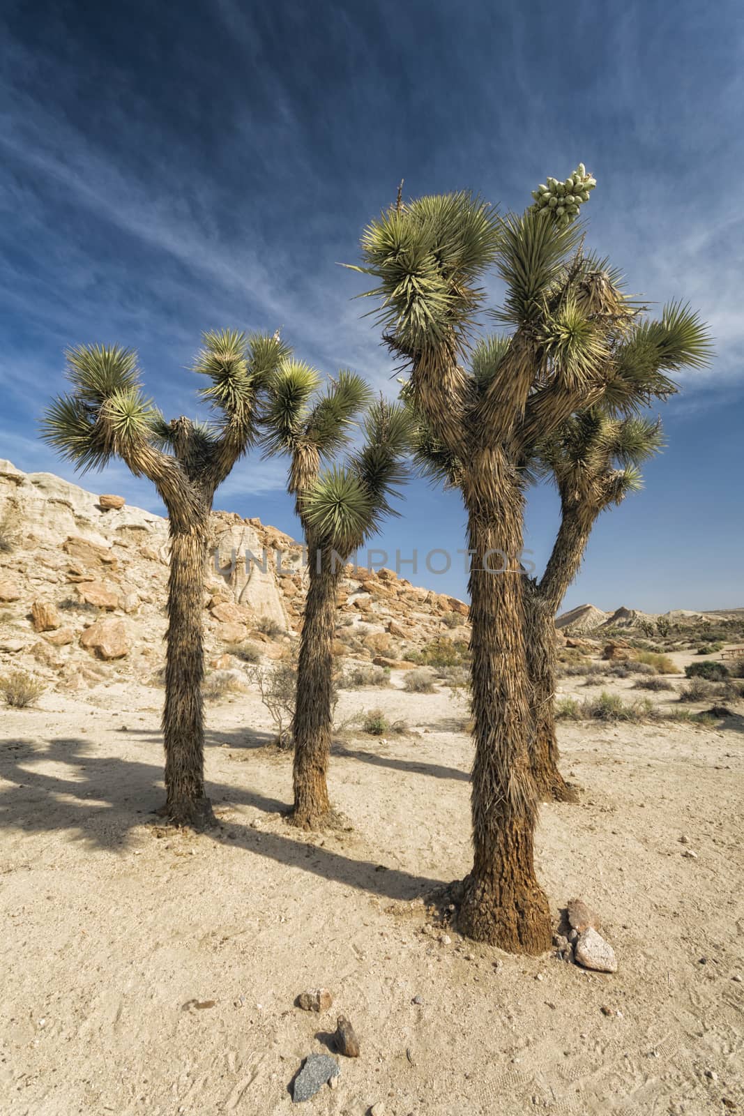 Joshua Trees in the Desert by patricklienin