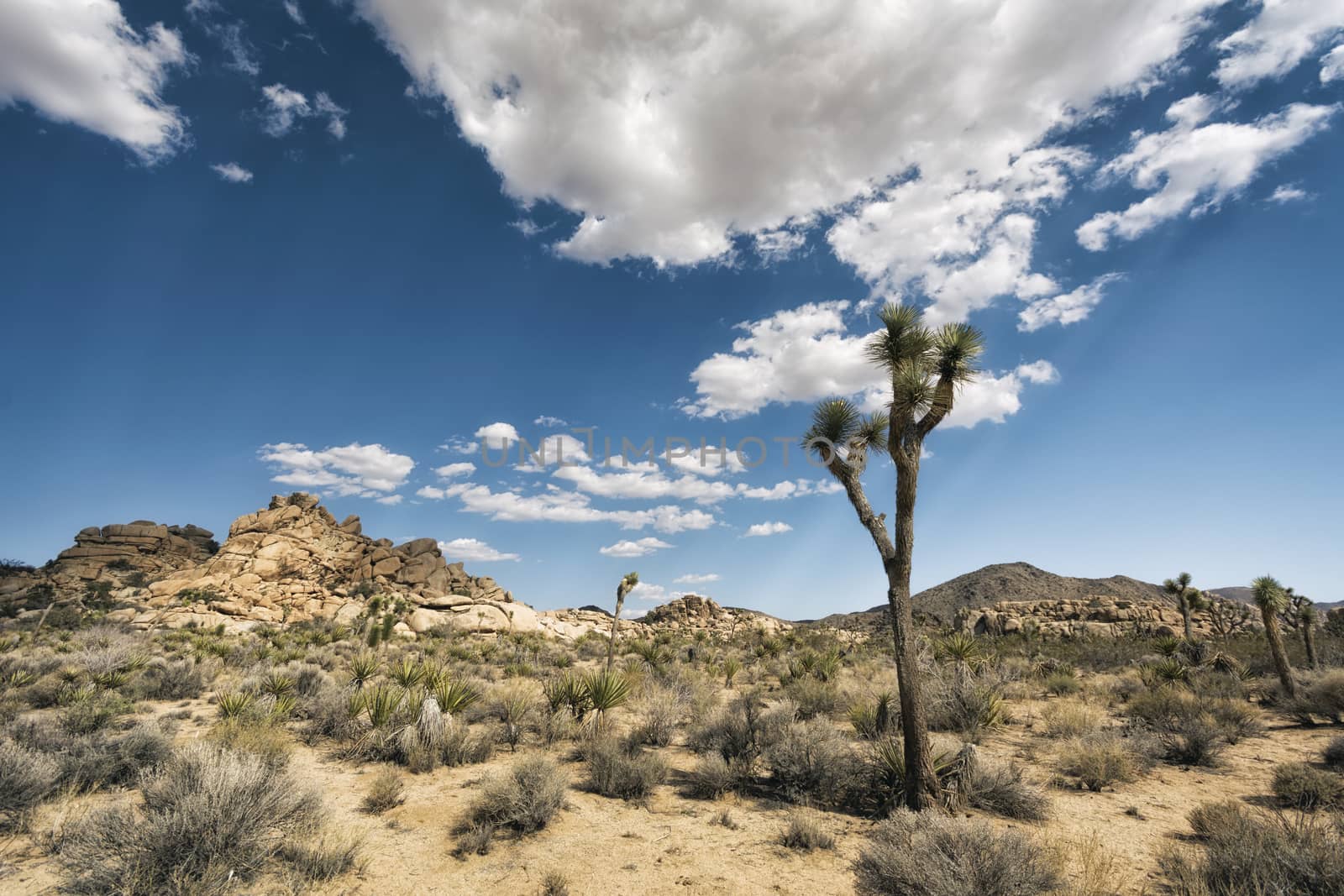 Joshua Trees at Joshua Tree National Park, California