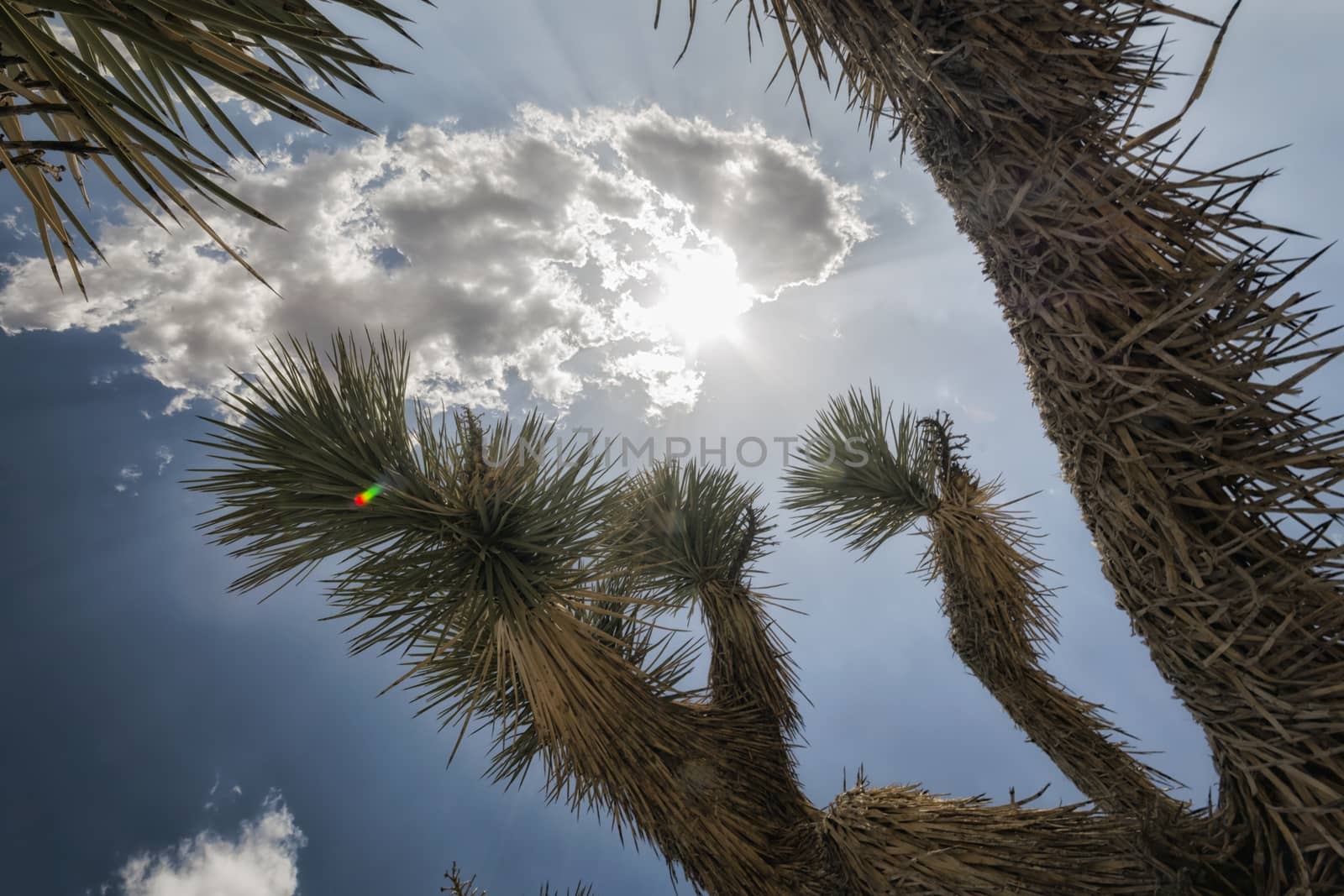 Landscape in Joshua Tree National Park, California