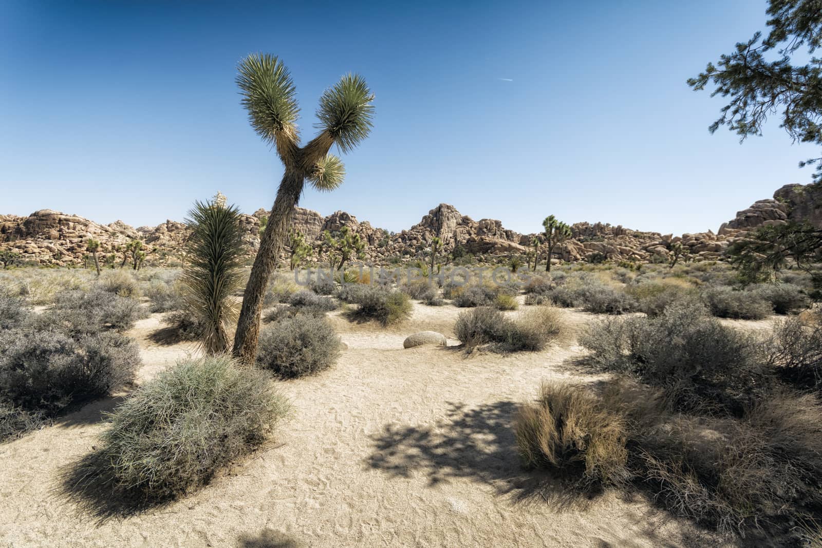 Joshua Trees in the Desert by patricklienin