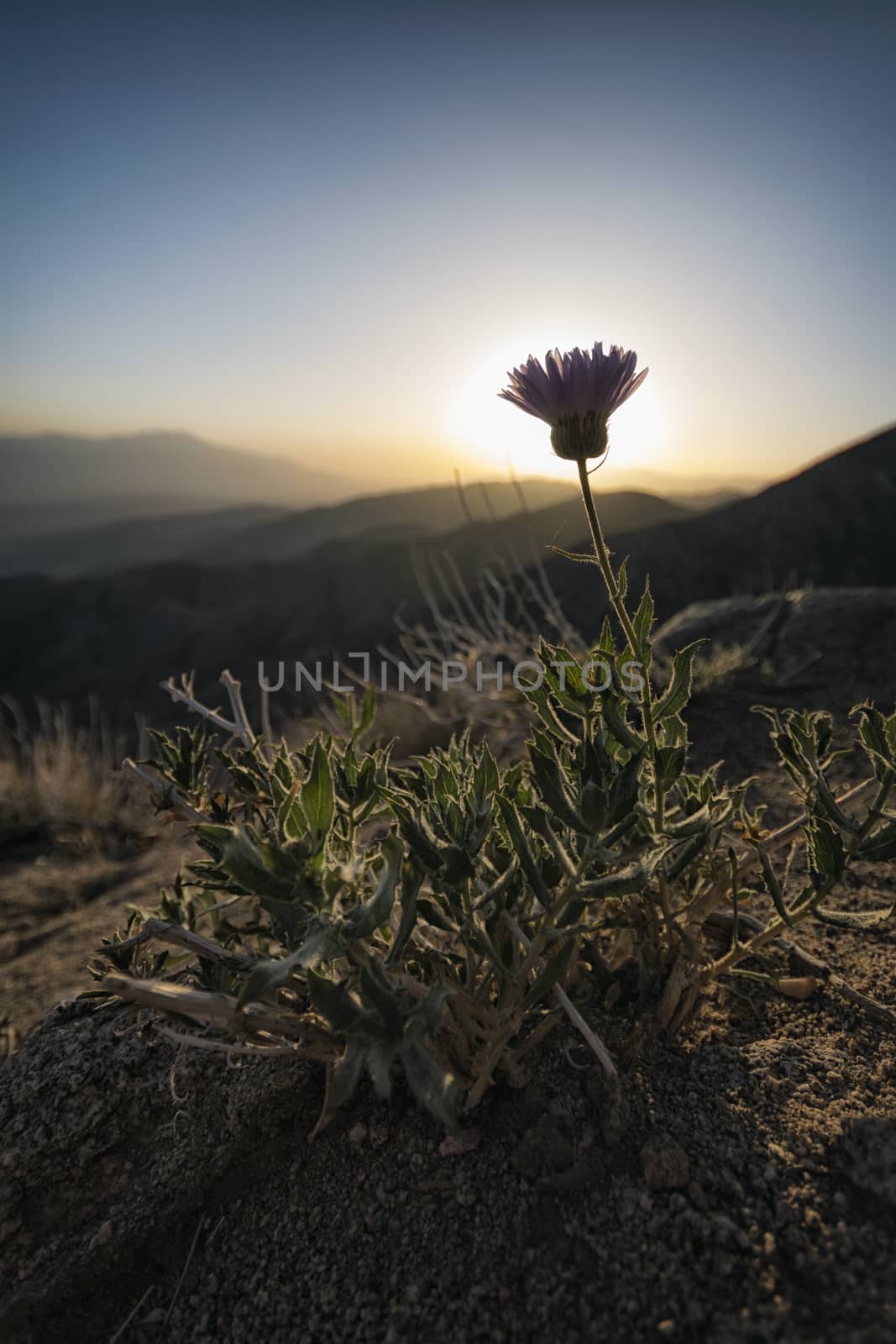 Plant in the Desert, Joshua Tree National Park