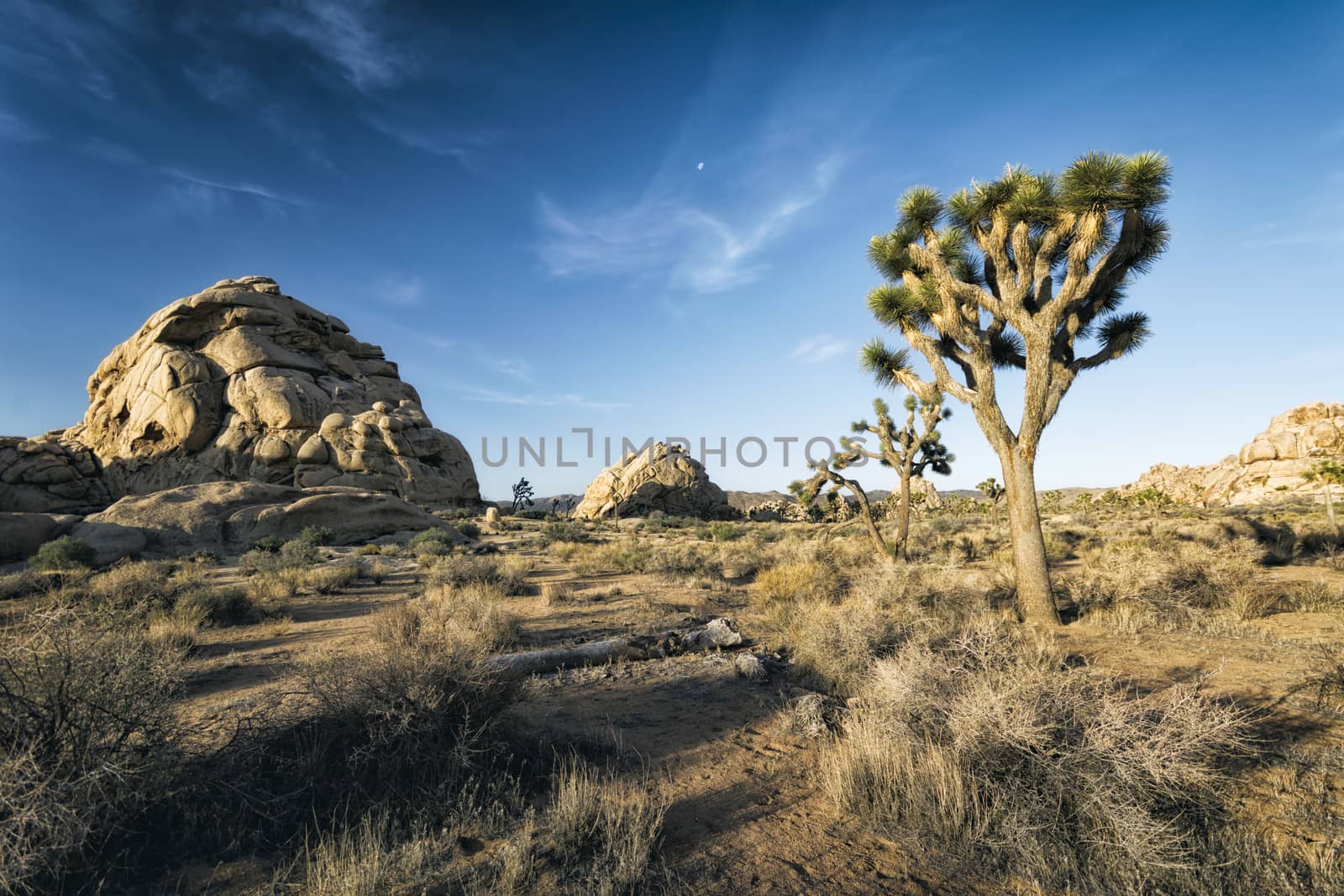 Joshua Trees at Joshua Tree National Park, California