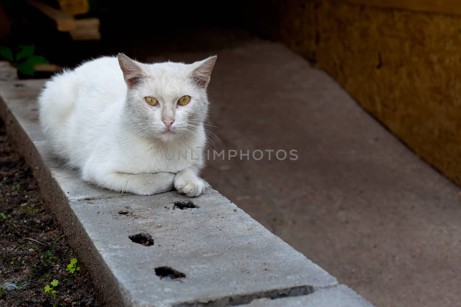 White cat by foaloce