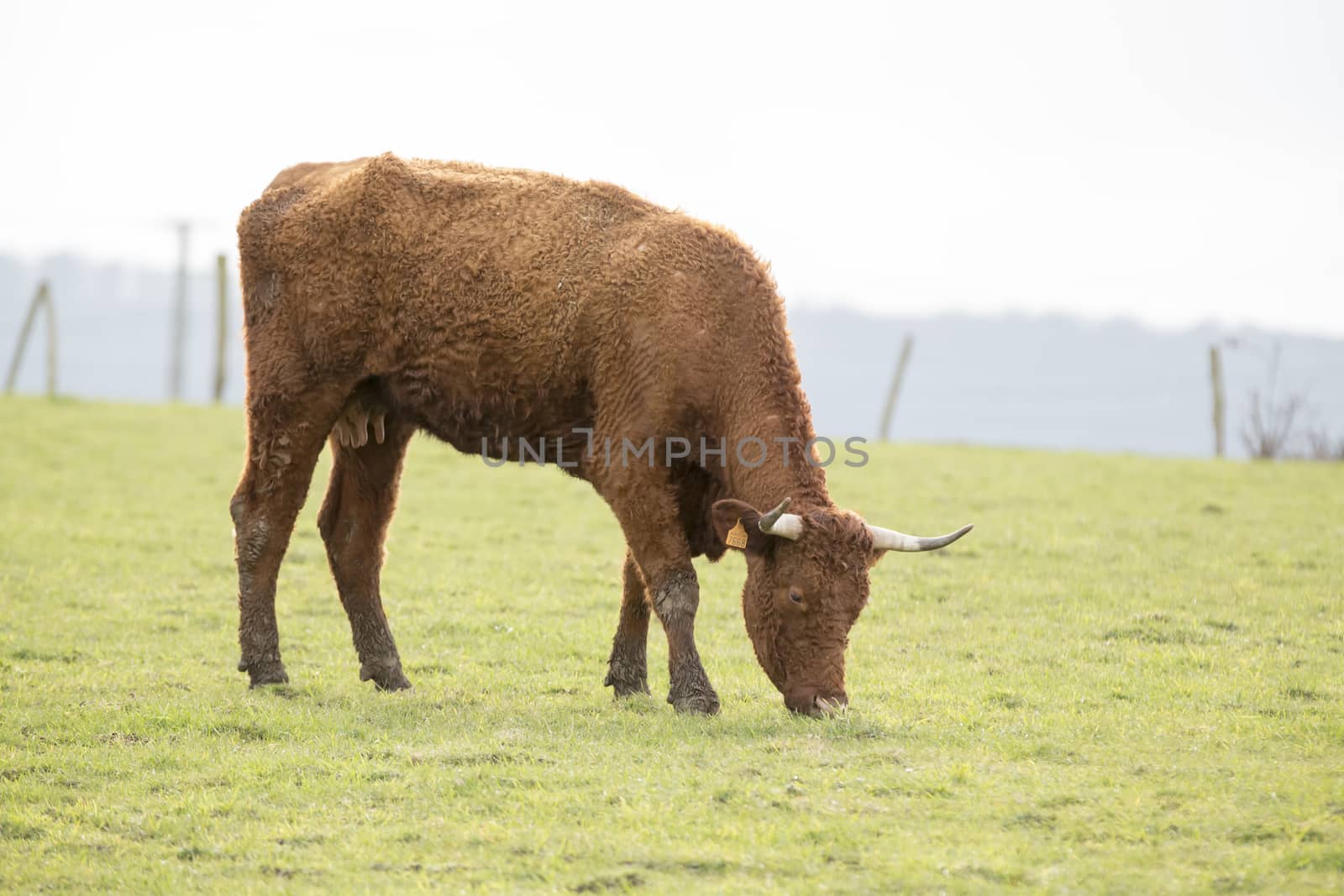 Cow grazing France crisis farmer by CatherineL-Prod