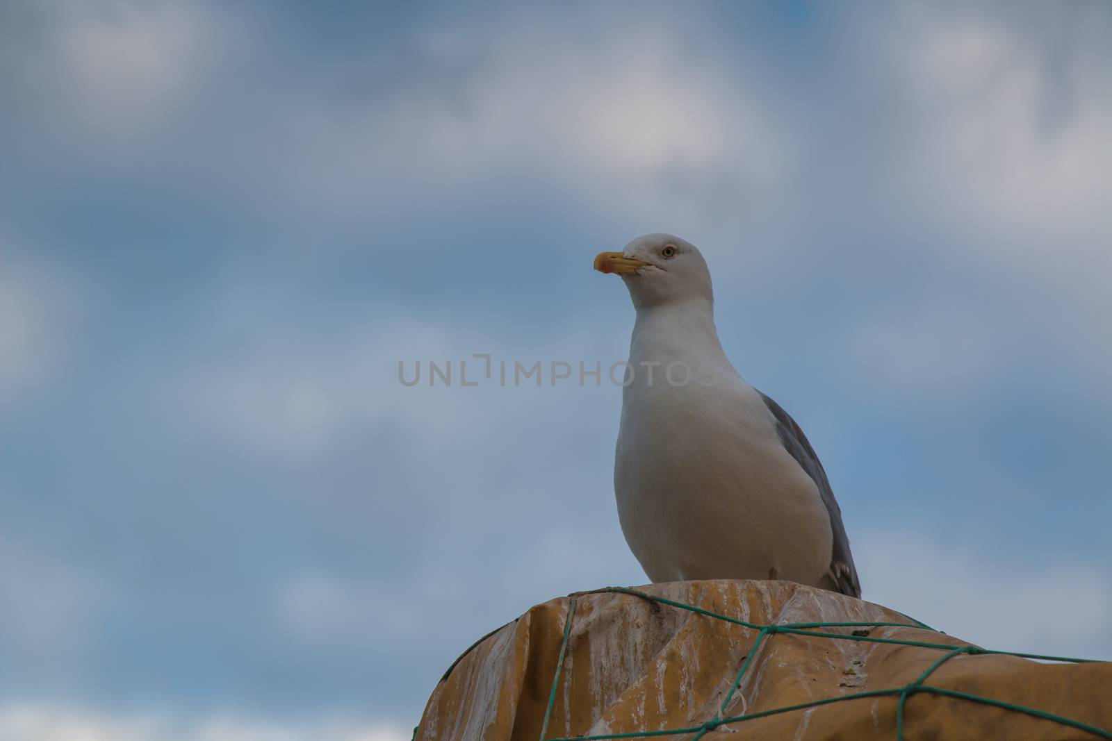 Seagull sitting in the port in a very early morning. Cloudy sky with a touch of sunlight in the background.