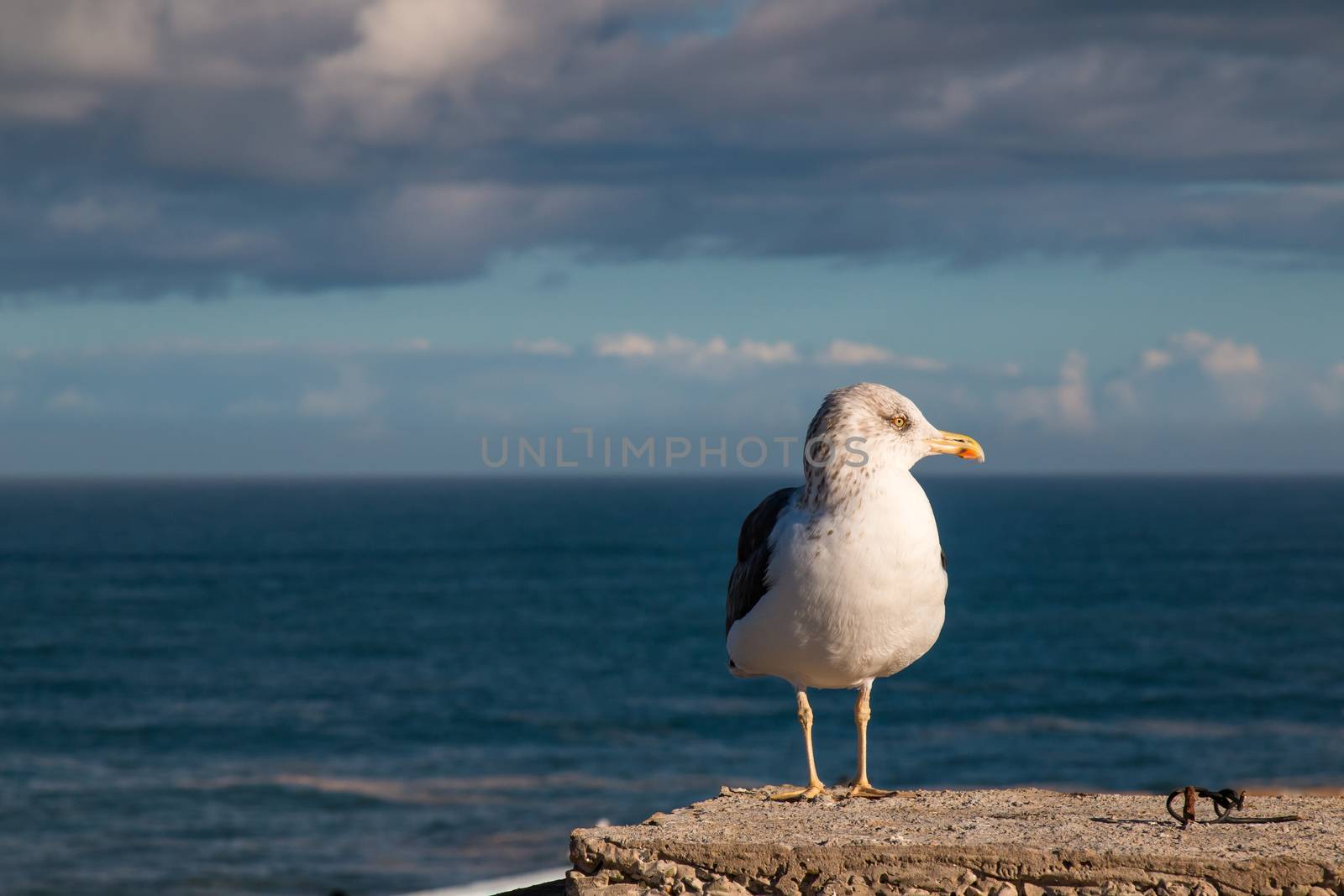 Seagull in the morning sunlight. Atlantic ocean, horizon and cloudy sky in the background.