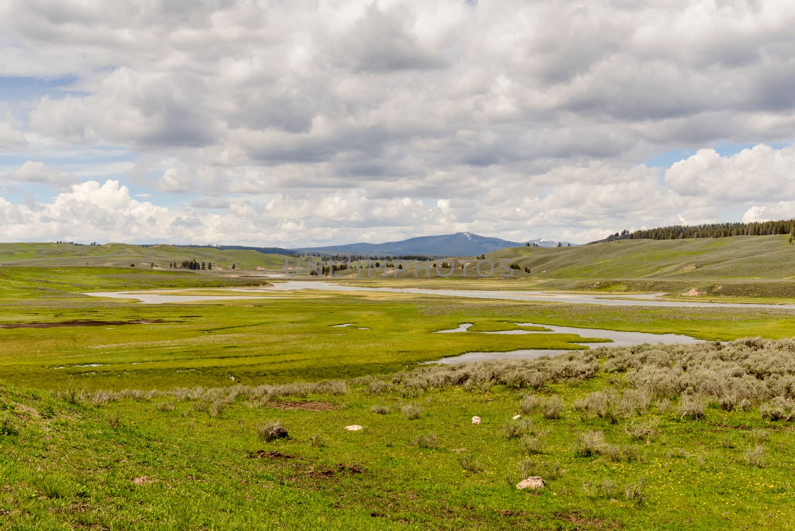 Hayden Valley of Yellowstone National Park in summer. Unites States, Wyoming