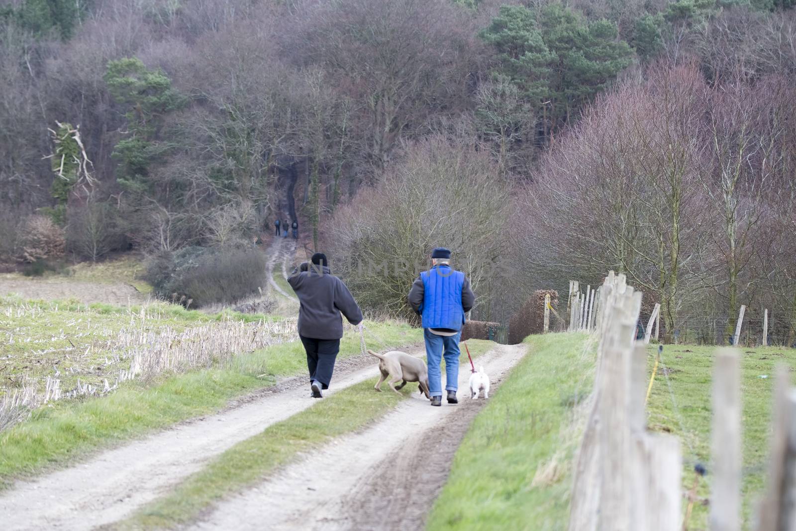 Elderly man and woman hiking and walking with dog in nature