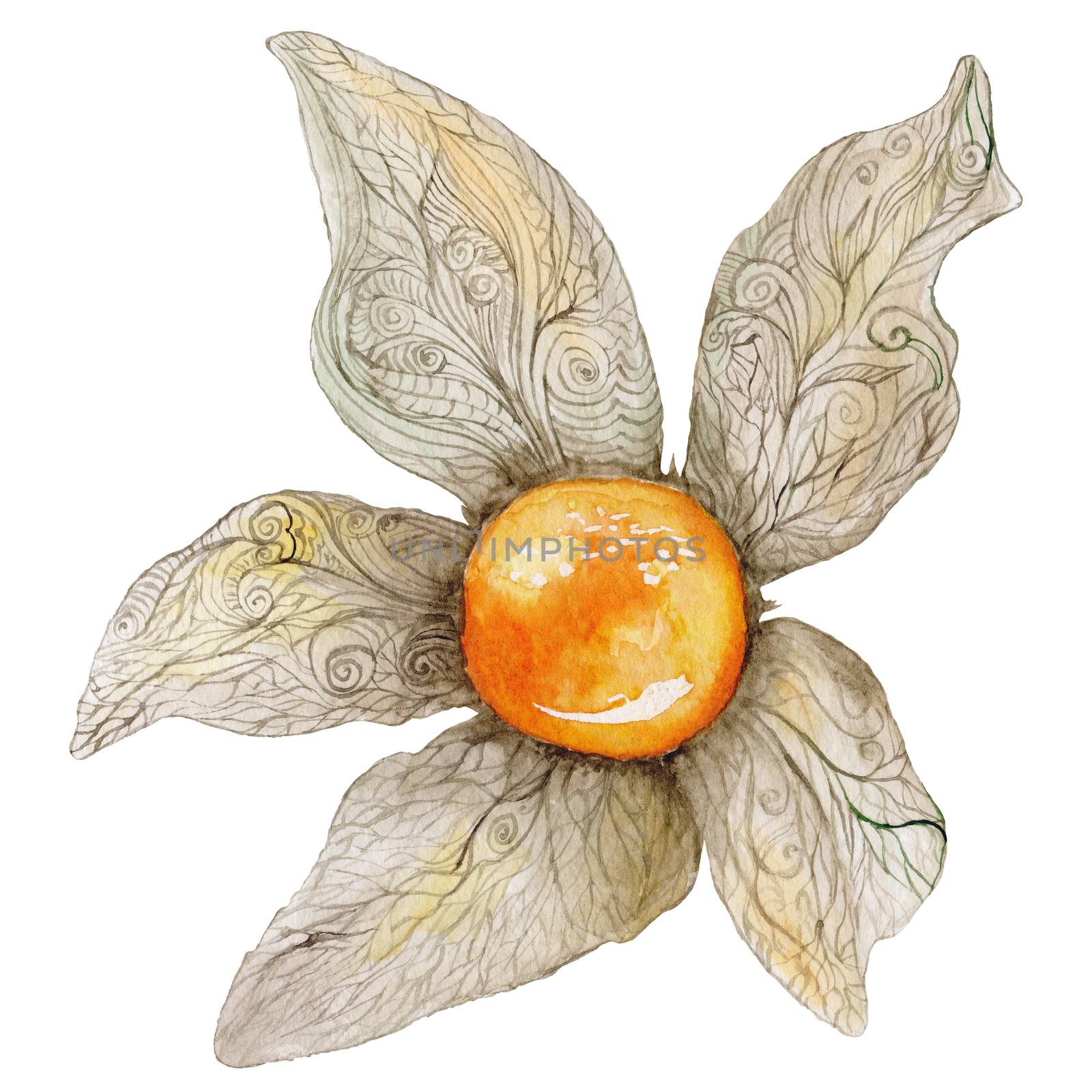 Watercolor Physalis Painting by kisika