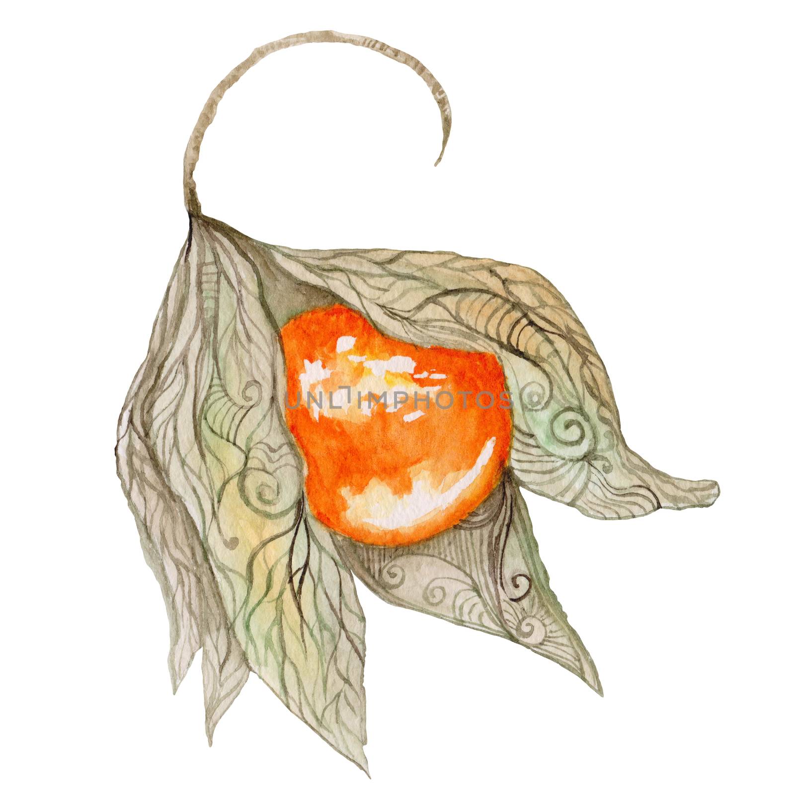 Watercolor Physalis Painting by kisika