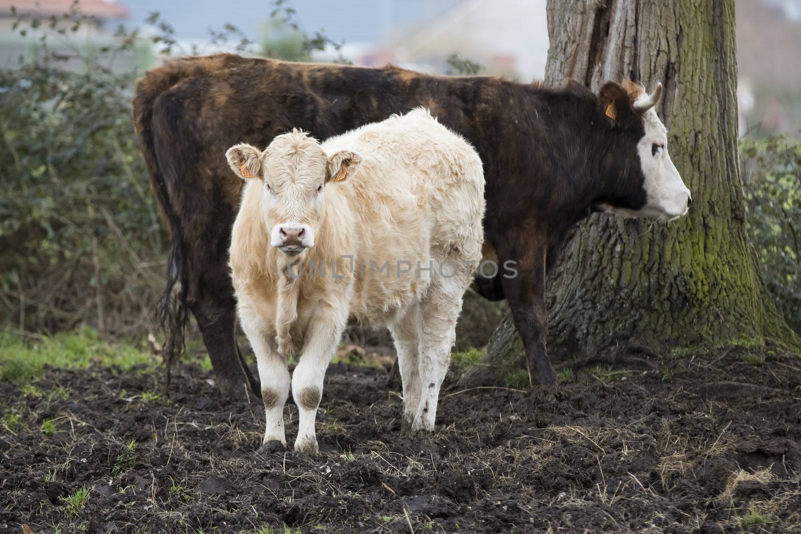 Cow grazing on dirty pasture agriculture crisis