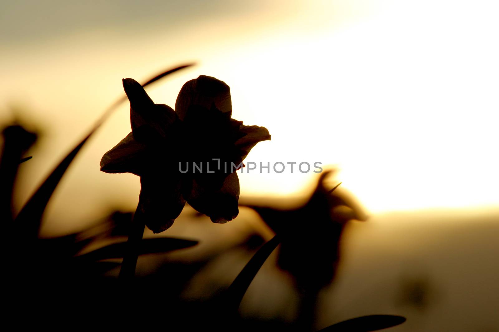 A single daffodil silhouette