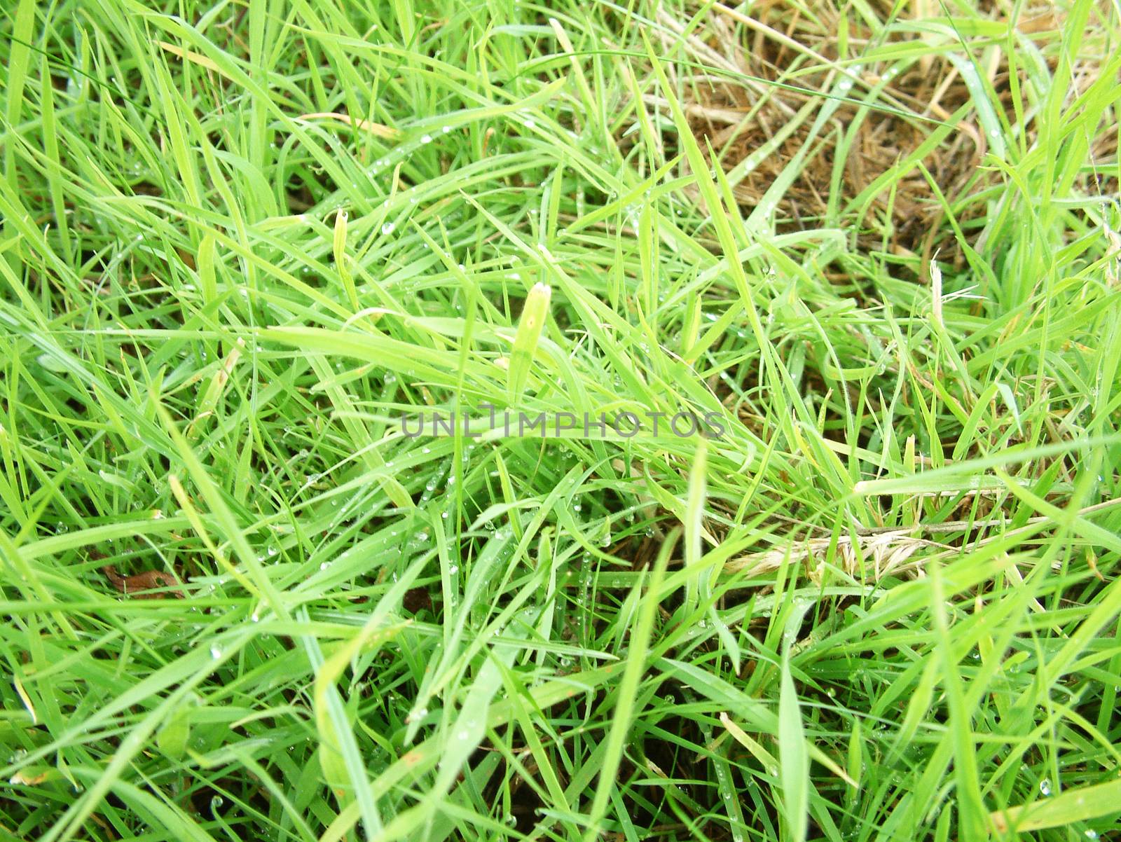 Damp Grass by Bigalbaloo