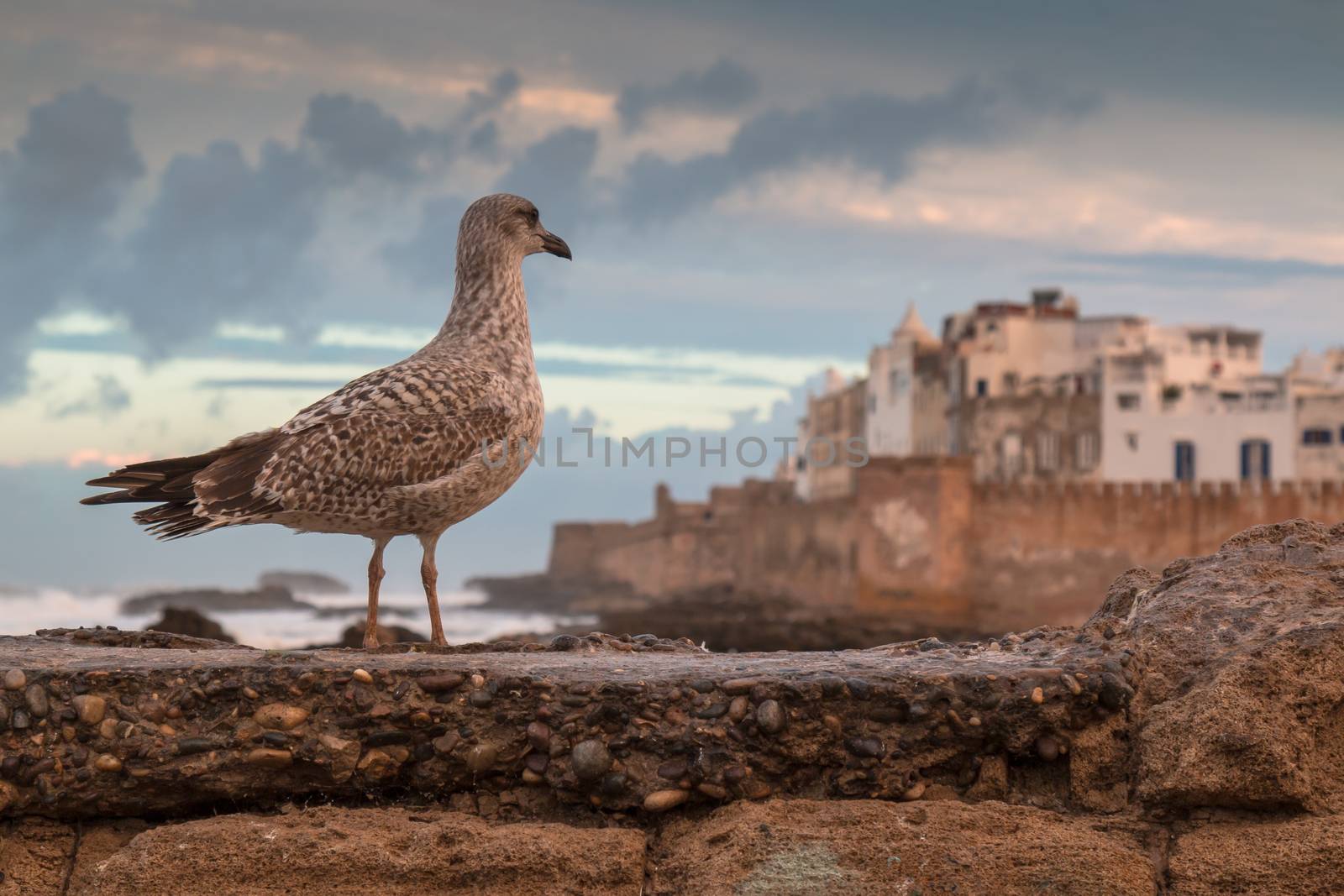 Seagull and Essaouira, Morocco by YassminPhoto