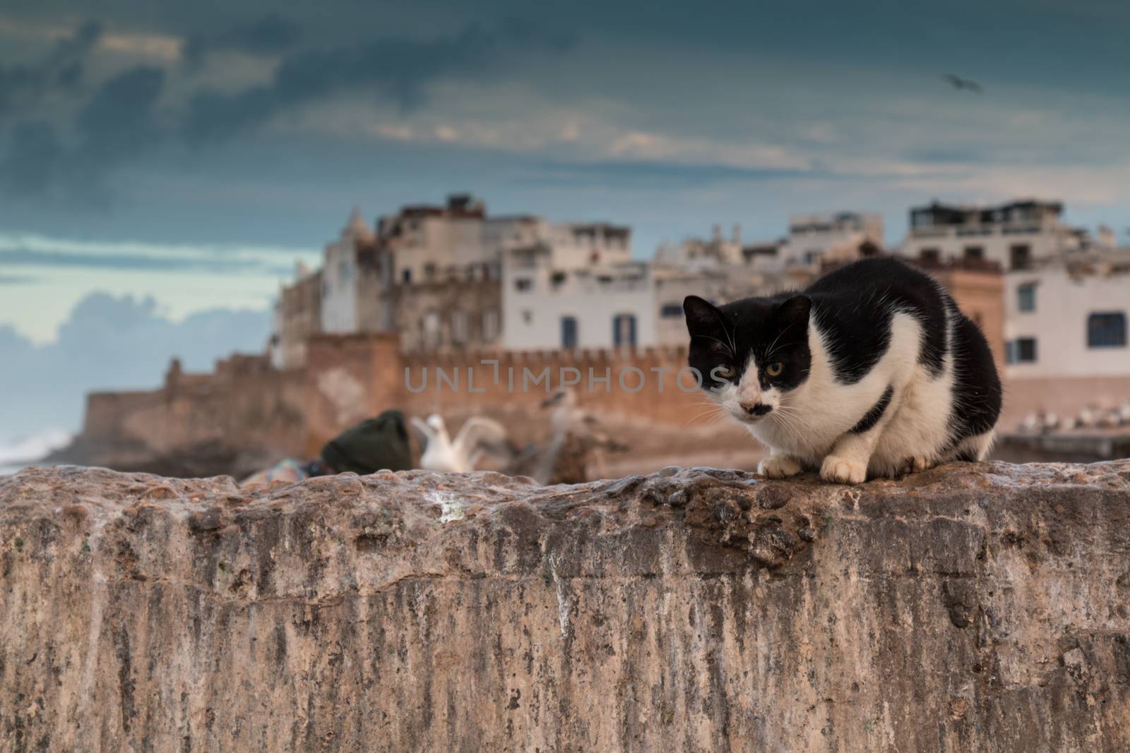 Black and white cat sitting on the fence. In the background view on city Essaouira on the coast of Atlantic Ocean, Morocco. Early morning cloudy sky.