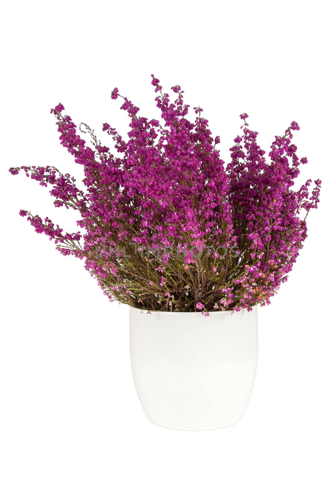 Purple heather in the white pot isolated on white background