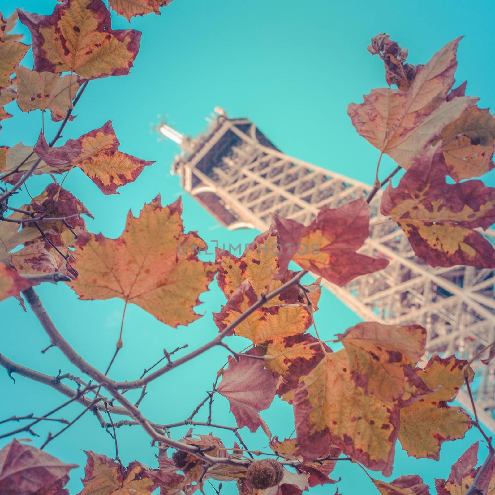 Detail Of the Eiffel Tower Against Fall Leaves