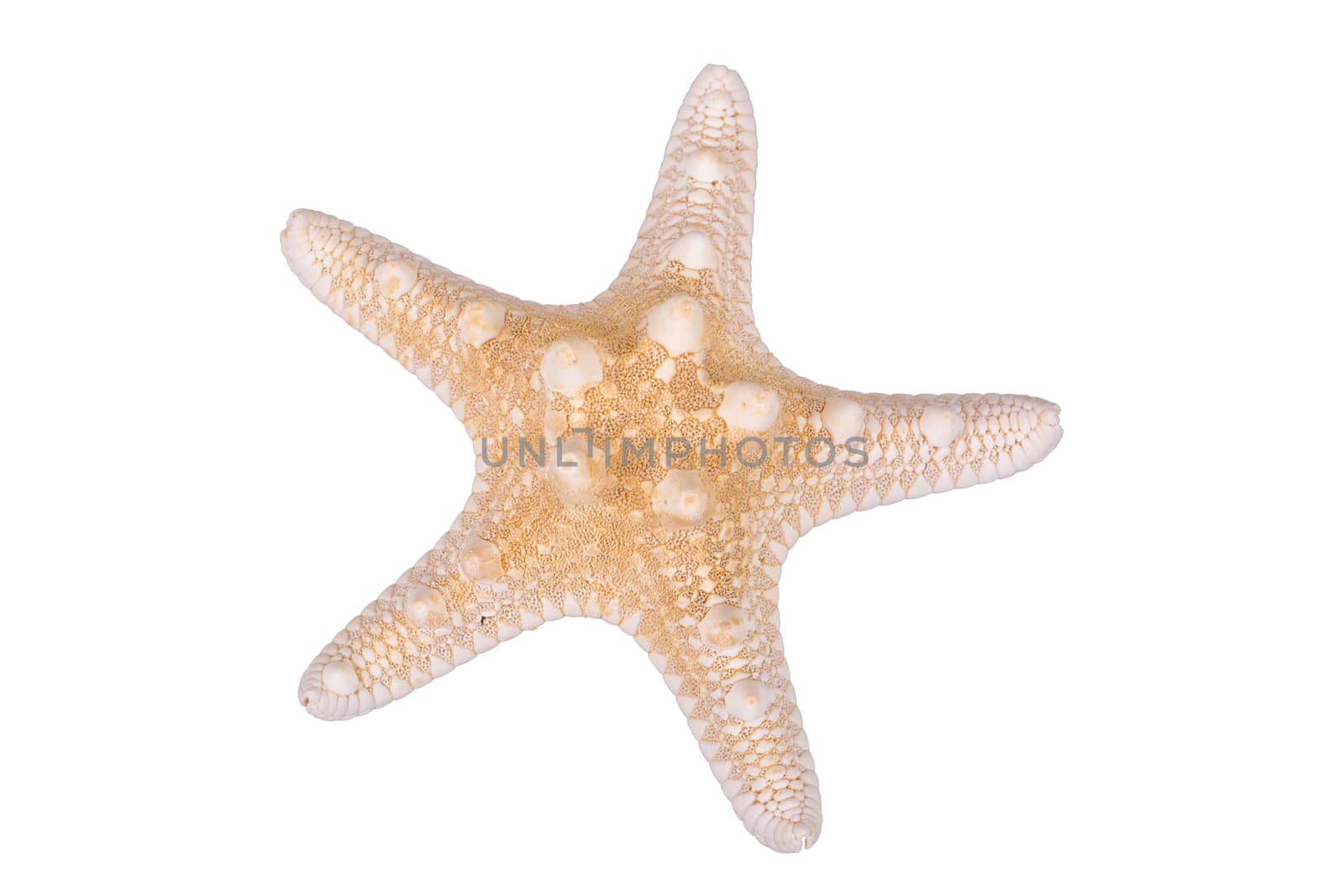 Light brown starfish isolated on a white background