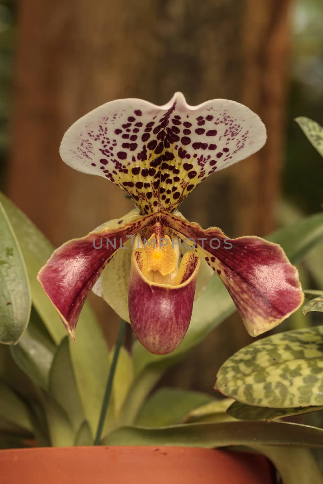 Lady Slipper Orchid flower Paphiopedilum blooms in a greenhouse in spring