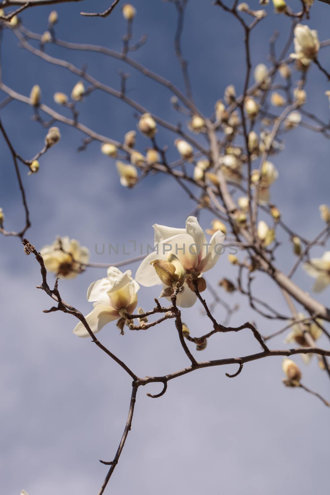 White magnolia flower, Magnolia cylindrica, blooms in a tree in February in Los Angeles, California, United States