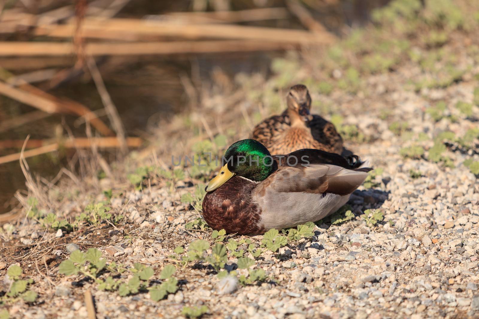 Wild Mallard duck bird, Anas platyrhynchos, at the edge of a pond in Southern California, United States