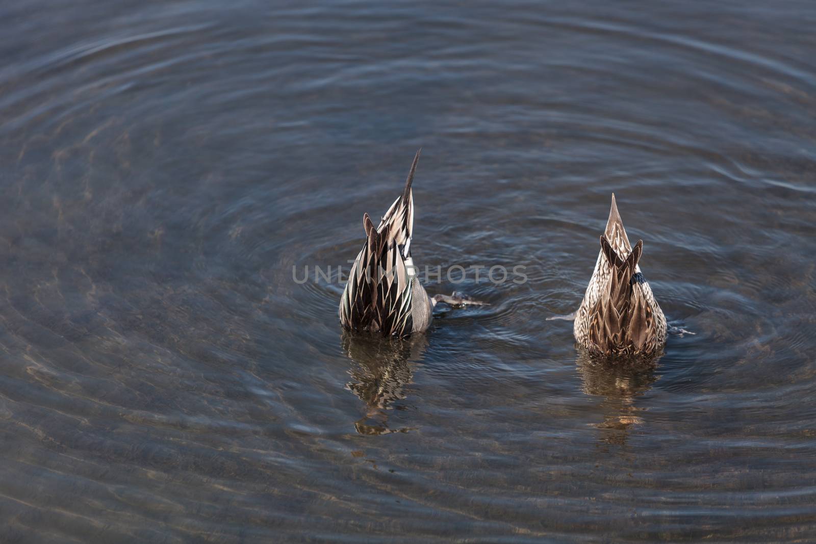 Northern pintail, Anas acuta, duck forages for food in the marsh at the Bolsa Chica Wetlands in Huntington Beach, California, United States