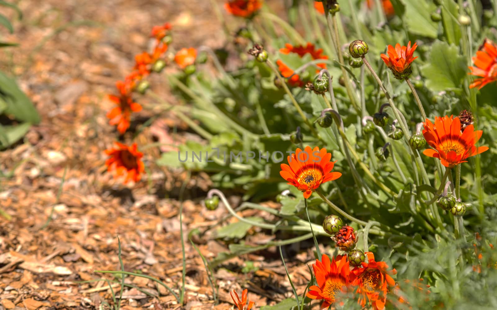 Orange African daisy, Osteospermum Ecklonis, blooms in a botanical garden in summer on a background of green leaves