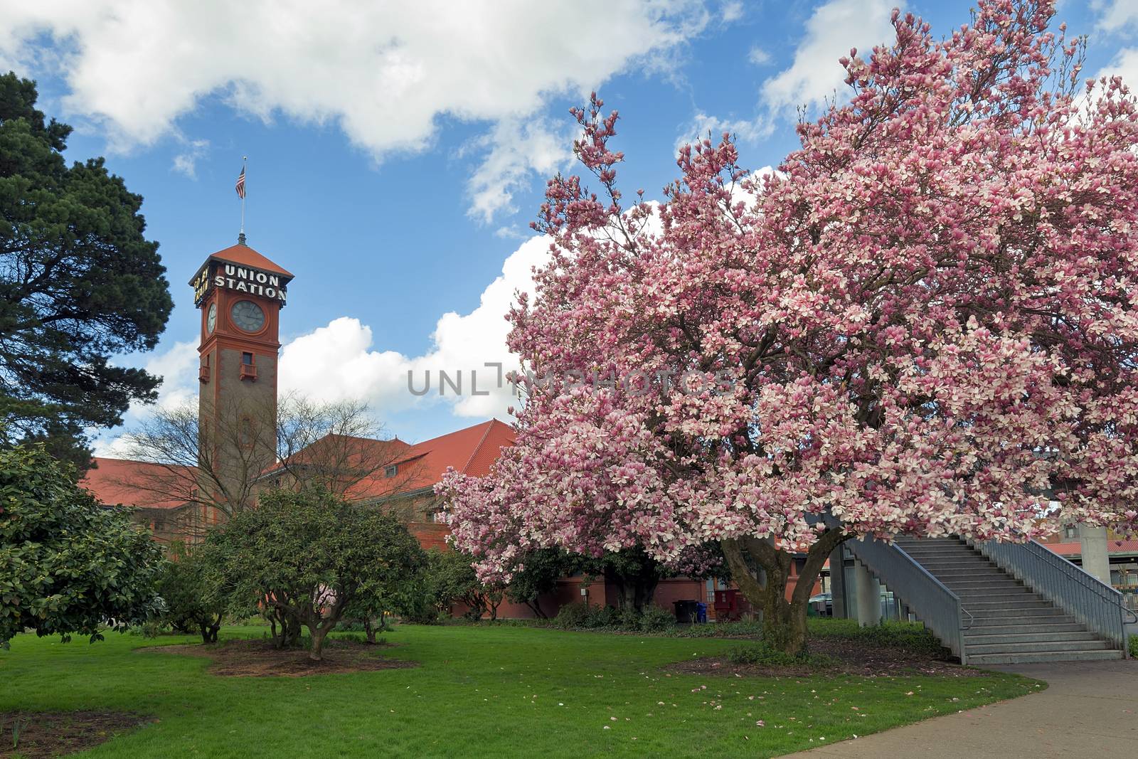 Magnolia Tree flowers in bloom at Portland Union Station in Spring Season