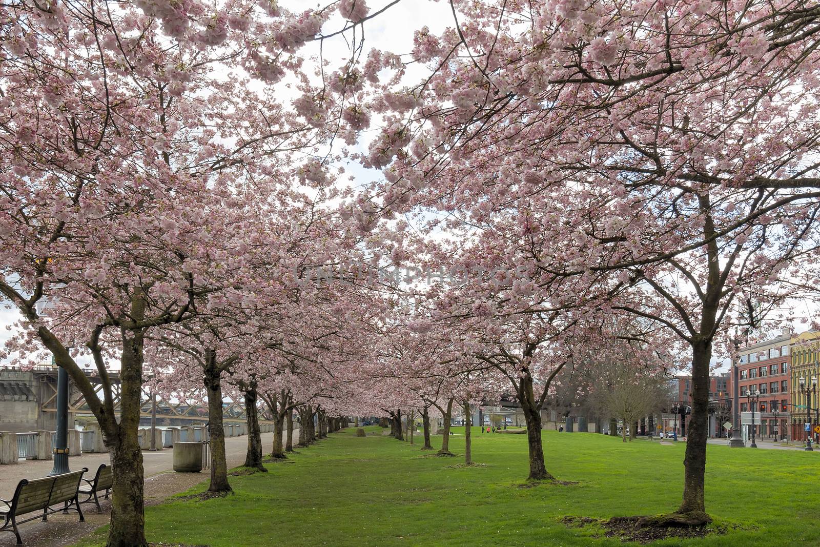 Cherry Blossom row of trees in bloom at Portland Oregon Waterfront in Spring Season