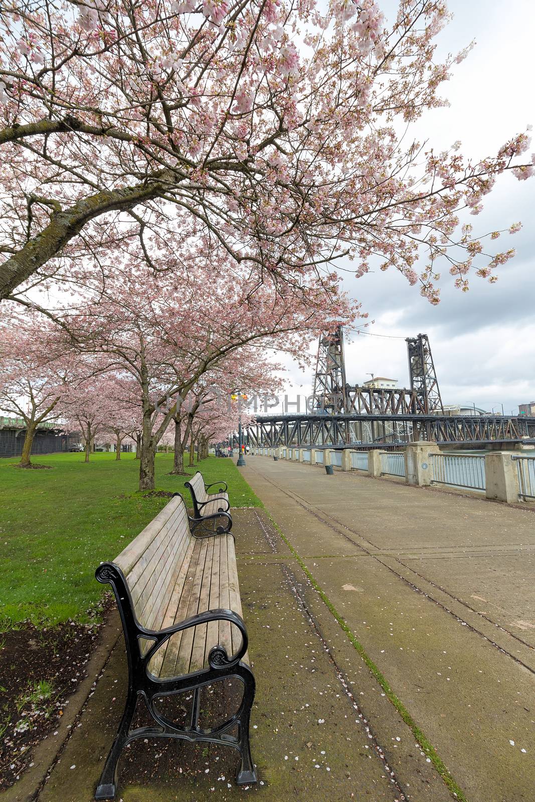 Park Benches under Cherry Blossom trees along Portland Oregon waterfront by Steel Bridge in Spring season