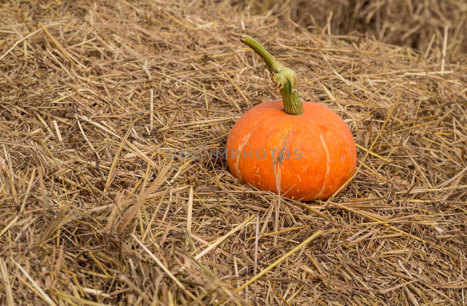 Pumpkin on the straw. by lavoview